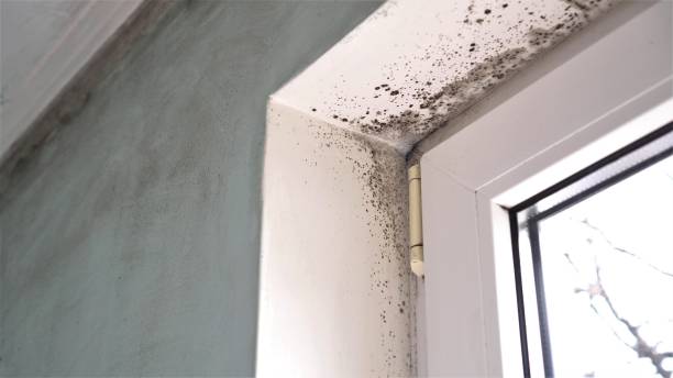 Best Forensic Mold Investigation  in Montgomery, GA