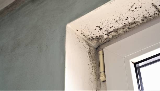 Best Dehumidification Services  in Montgomery, GA