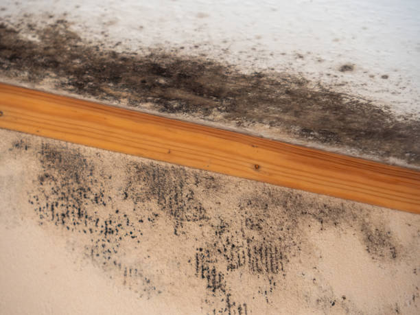 Best Mold Odor Removal Services  in Montgomery, GA