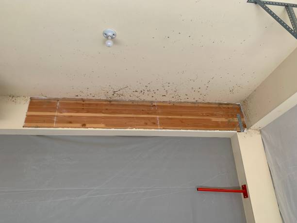 Best Airborne Mold Testing  in Montgomery, GA