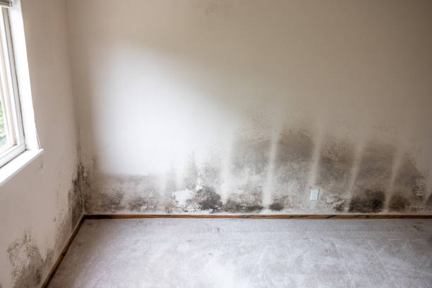 Trusted Montgomery, GA Mold Removal Experts